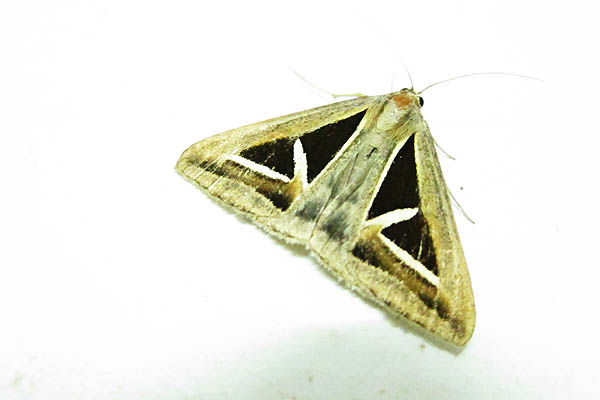 Triangular moth